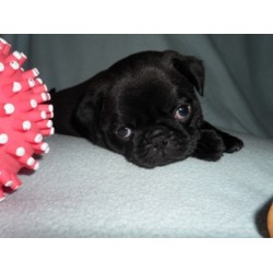 Pug Breeder in Groton, Connecticut