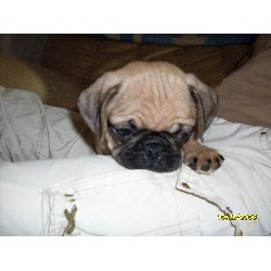 Pug in Connecticut