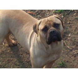 Bullmastiff fawn male