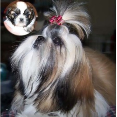 Shih Tzu in New York picture 2
