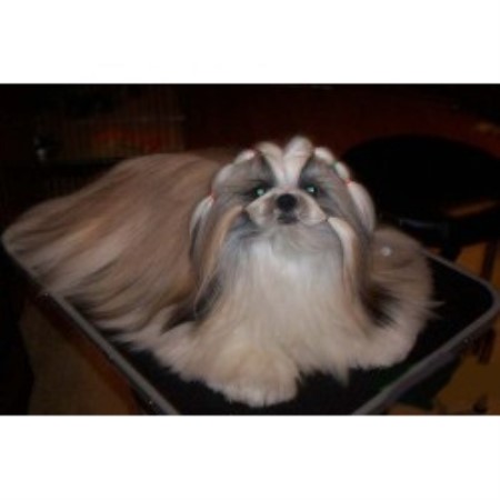 Shih Tzu breeder in Saratoga Springs New York