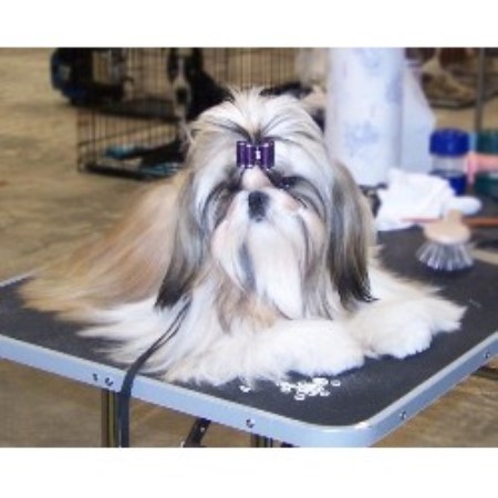 Shih Tzu breeder in New York picture 2