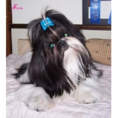 shih tzu breeders new york donlee shih tzu shih tzu breeder in saratoga springs new york shih tzu breeders new york donlee shih tzu shih tzu breeder in saratoga springs new york