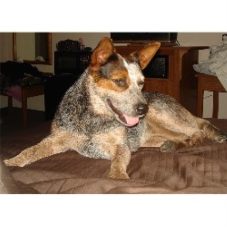 Blue Heeler,Red Heeler in Oklahoma