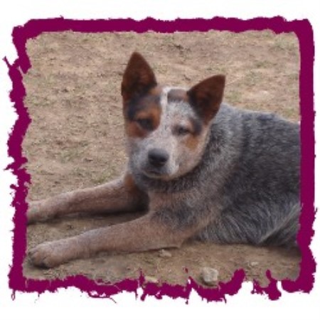 Australian Cattle Dog breeder in Mannford Oklahoma