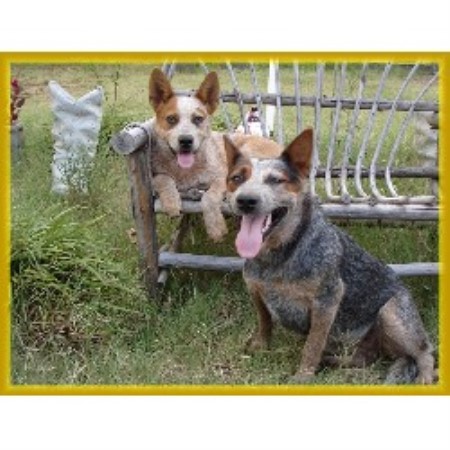 Blue Heeler,Red Heeler breeder in Oklahoma picture 2