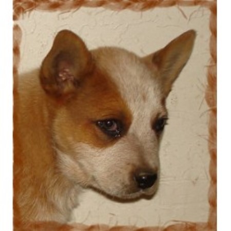 Australian Cattle Dog breeder Mannford 10179 Australian Cattle Dog breeder Mannford 10179