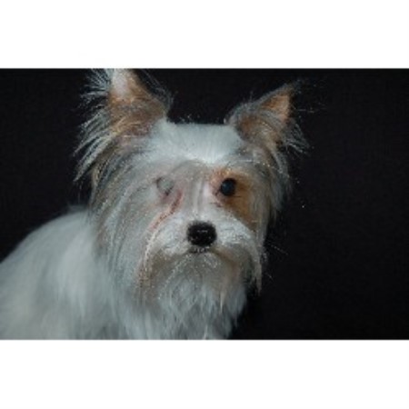 arizona yorkie breeders desert yorkies terrier breeder in apache junction arizona arizona yorkie breeders desert yorkies terrier breeder in apache junction arizona