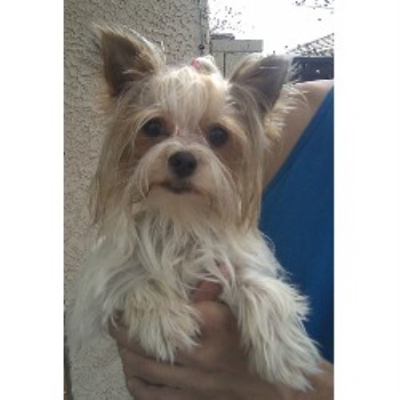 arizona yorkie breeders desert yorkies terrier breeder in apache junction arizona arizona yorkie breeders desert yorkies terrier breeder in apache junction arizona