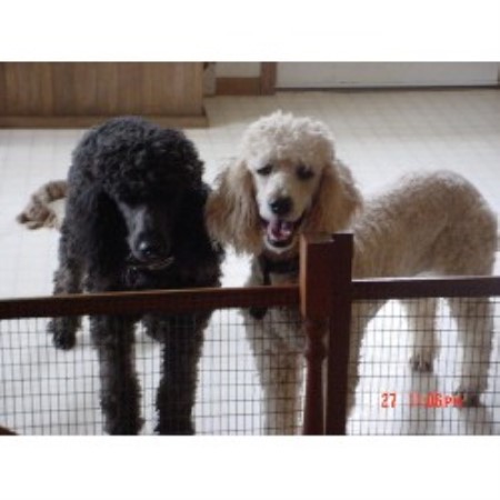 Poodle Standard Breeder in Loyal, Wisconsin