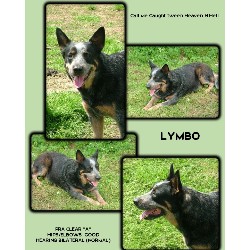 Blue Heeler,Red Heeler in Mississippi