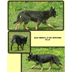 Australian Cattle Dog breeder in Carriere Mississippi