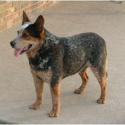 Blue Heeler,Red Heeler breeder in Mississippi picture 2