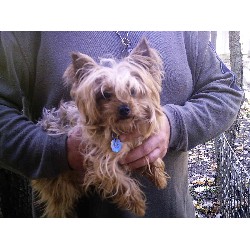 Yorkshire Terrier breeder in N.Liberty Indiana