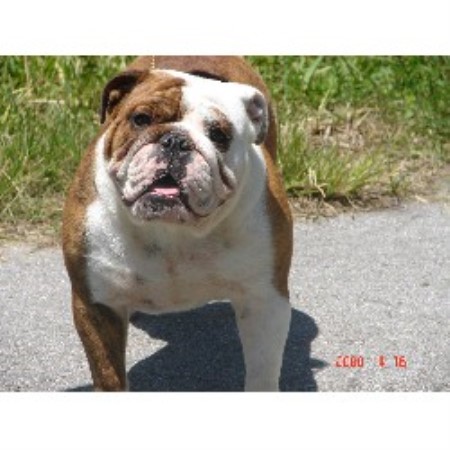 British Bulldog, Bulldog in Florida picture 2