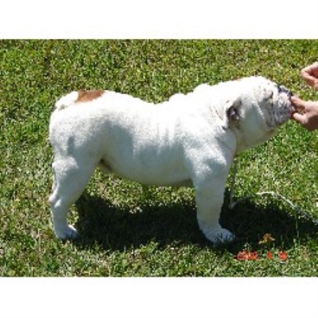 English Bulldog breeder in Myakka City Florida