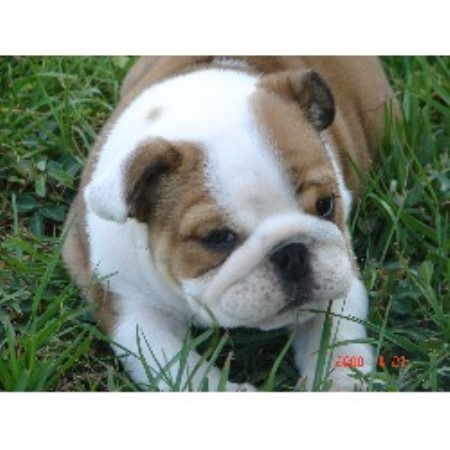 British Bulldog, Bulldog in Florida