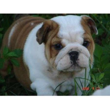 Previous Puppy
