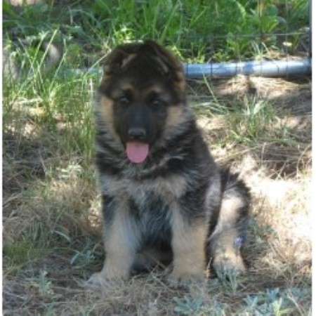 Alsatian Dog Puppy