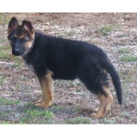 free puppies in oregon german shepherd dogs for sale in oregon free puppies in oregon german shepherd dogs for sale in oregon