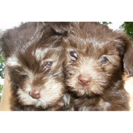 havanese indiana fantasio havanese havanese breeder in fort wayne indiana havanese indiana fantasio havanese havanese breeder in fort wayne indiana