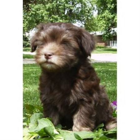 havanese indiana fantasio havanese havanese breeder in fort wayne indiana listing id 10215 havanese indiana fantasio havanese havanese breeder in fort wayne indiana listing id 10215