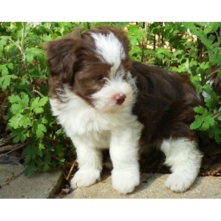 nj havanese breeders reputable havanese breeder in pa breeds picture nj havanese breeders reputable havanese breeder in pa breeds picture