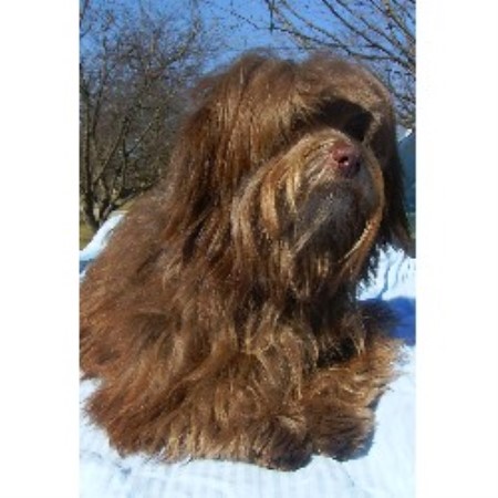 havanese indiana fantasio havanese havanese breeder in fort wayne indiana listing id 10215 havanese indiana fantasio havanese havanese breeder in fort wayne indiana listing id 10215