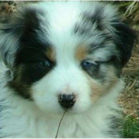 Aussie breeder in California picture 2