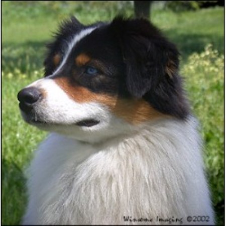 Australian Shepherd Dog Breeder in Sacramento, California