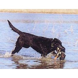 Labrador Retriever Breeder in Ben Wheeler, Texas
