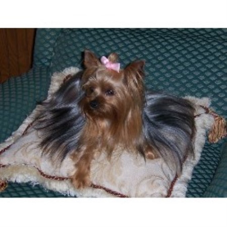 yorkie puppies for sale in winston salem nc shiloh creek kennels terrier breeder in winston salem carolina yorkie puppies for sale in winston salem nc shiloh creek kennels terrier breeder in winston salem carolina