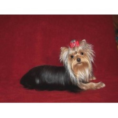 yorkies for sale nc terrier yorkie breeders in carolina freedoglistings yorkies for sale nc terrier yorkie breeders in carolina freedoglistings