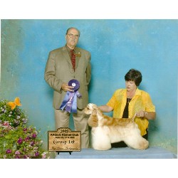 American Cocker Spaniel Breeder in Thunder Bay, Ontario
