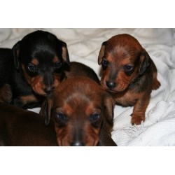 Dachshund breeder in Brandenburg Kentucky