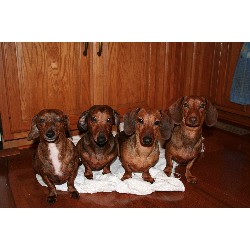 Doxie breeder in Kentucky picture 2