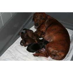 Dachshund breeder Brandenburg 10226