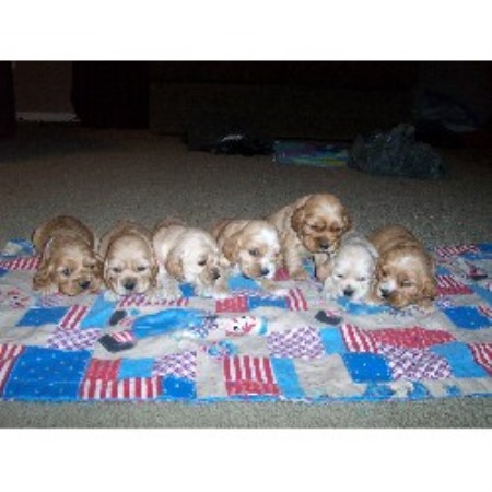 American Cocker Spaniel in North Carolina picture 2