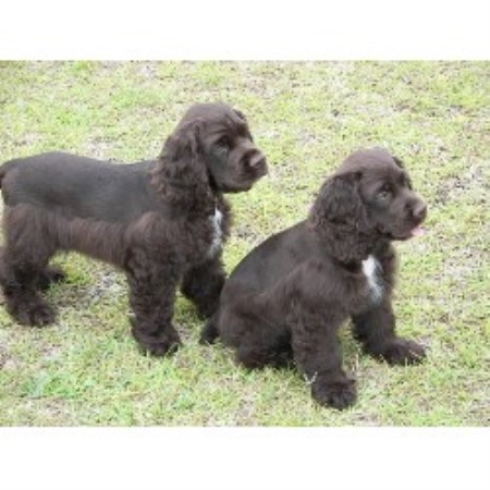 cocker spaniel puppies nc mayberry cockers american cocker spaniel breeder in mount airy carolina cocker spaniel puppies nc mayberry cockers american cocker spaniel breeder in mount airy carolina