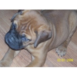 Bullmastiff breeder in Vail Arizona