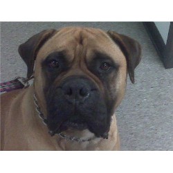 Bullmastiff Breeder in Vail, Arizona