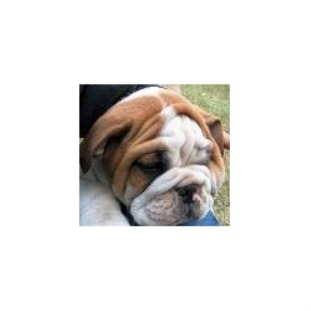 British Bulldog, Bulldog breeder in Alberta picture 2