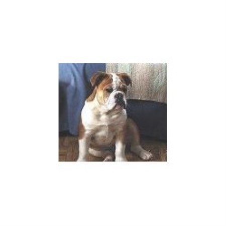 English Bulldog breeder in Wildwood Alberta