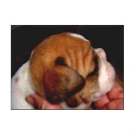 British Bulldog, Bulldog in Alberta picture 2