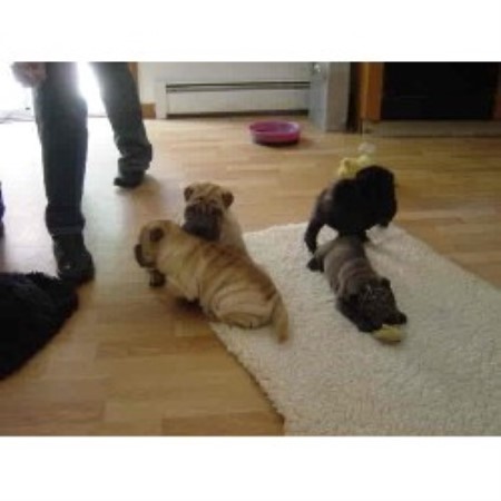 Chinese Shar Pei breeder in East Haddam Connecticut