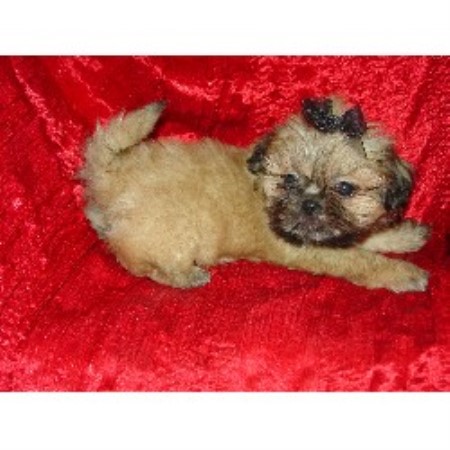 Shih Tzu breeder in Illinois picture 2