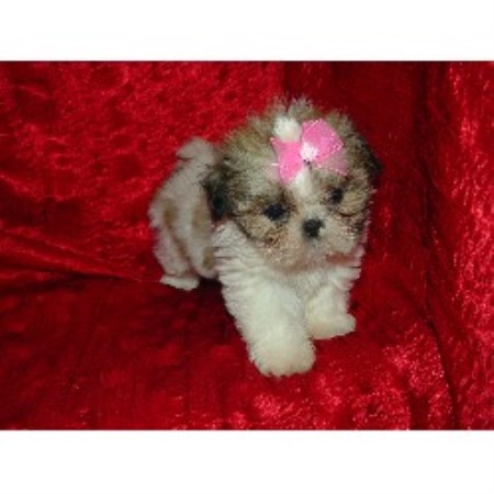 shih tzu breeders illinois amazing shih tzu s shih tzu breeder in carlyle illinois shih tzu breeders illinois amazing shih tzu s shih tzu breeder in carlyle illinois