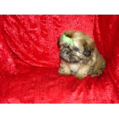 Shih+tzu+puppies+for+adoption+in+illinois