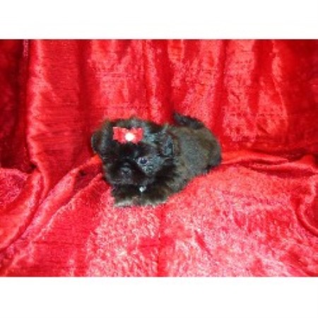 shih tzu breeders illinois amazing shih tzu s shih tzu breeder in carlyle illinois shih tzu breeders illinois amazing shih tzu s shih tzu breeder in carlyle illinois