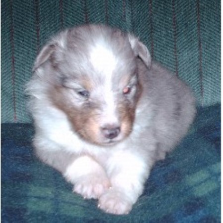 Shetland Sheepdog breeder in Vassar Michigan